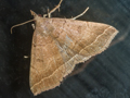 Plumed Fan-foot